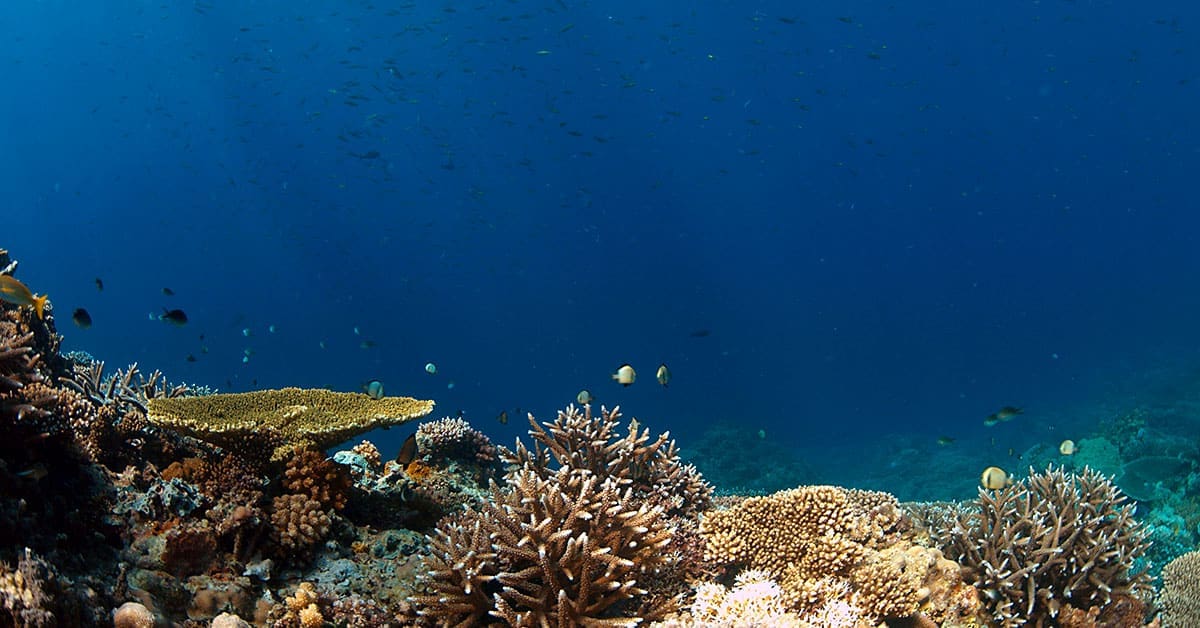 conserva el mar con proteccion solares bioamigables